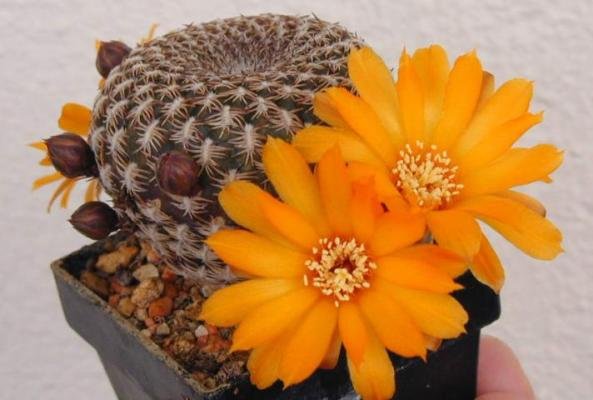 Sulcorebutia_arenacea_1